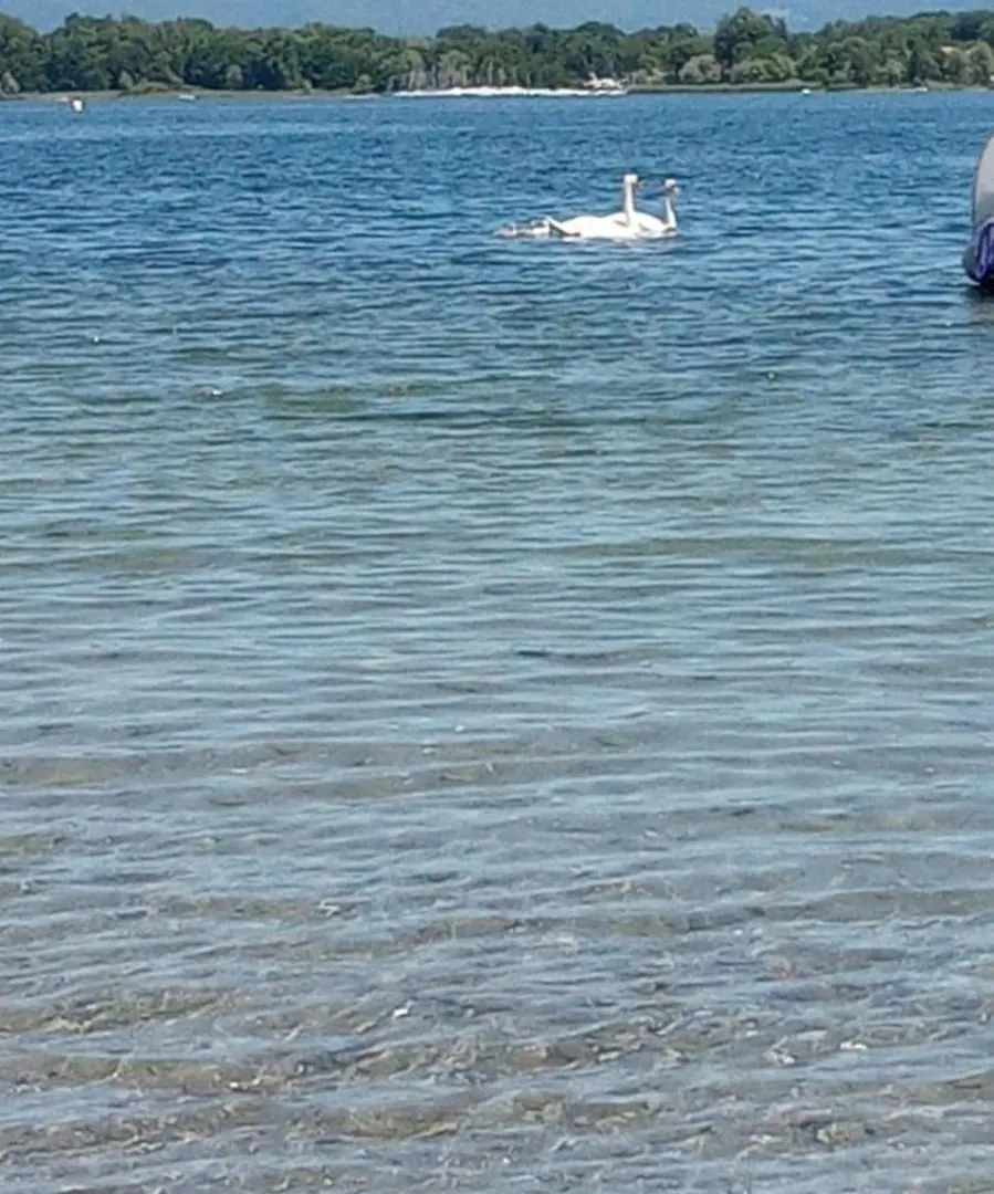 Appartamento vista mare Lavagna